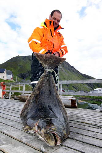 halibut 53 kg, Finnmark. Martin - VIPA-team halibut 53 kg, Finnmark. Martin - VIPA-team