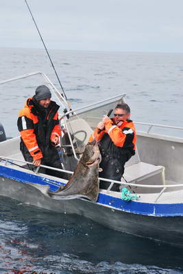 vyloveni halibuta 128 cm - 25 kg vyloveni halibuta 128 cm - 25 kg