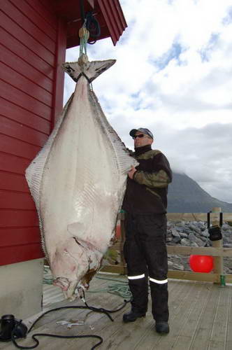 Arnoy, srpen 2010 - halibut 196kg, 245cm, lovec Mariusz Lubkiewicz