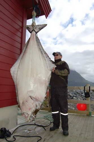 Arnoy, srpen 2010 - halibut 196kg, 245cm, lovec Mariusz Lubkiewicz Arnoy, srpen 2010 - halibut 196kg, 245cm, lovec Mariusz Lubkiewicz