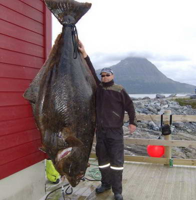 Arnoy, srpen 2010 - halibut 196kg, 245cm, lovec Mariusz Lubkiewicz