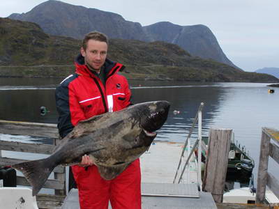 halibut z Finnmark, zari