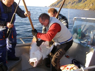 halibut 140 cm, zari, Finnmark
