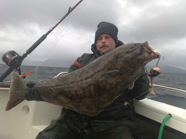 halibut 16 kg, zari, Finnmark halibut 16 kg, zari, Finnmark