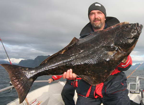 halibut z ostrova Senja halibut z ostrova Senja