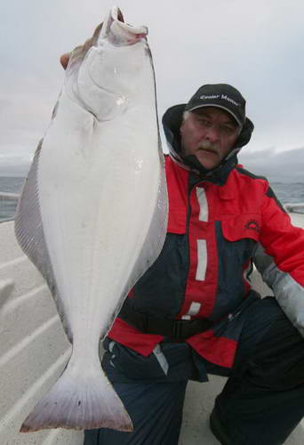 halibut z ostrova Senja halibut z ostrova Senja