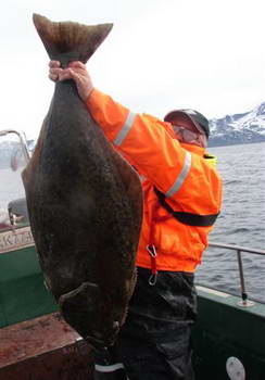 kvetnovy halibut