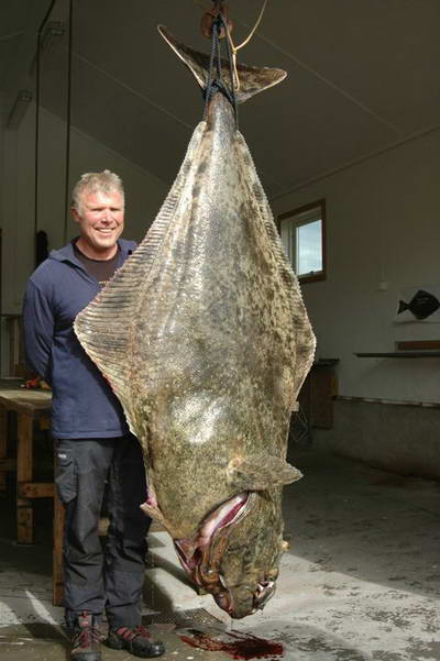 halibut 179 kg, 245 cm - Arnoy 28.5. halibut 179 kg, 245 cm - Arnoy 28.5.