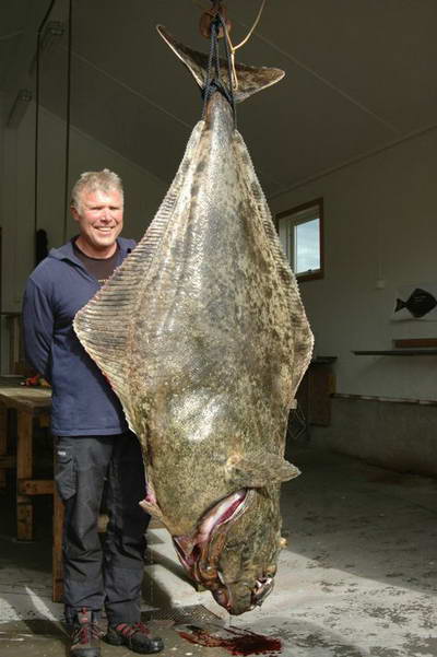 halibut 179 kg, 245 cm - Arnoy 28.5.