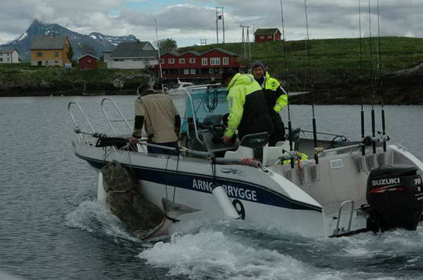 halibut 179 kg, 245 cm - Arnoy 28.5. halibut 179 kg, 245 cm - Arnoy 28.5.