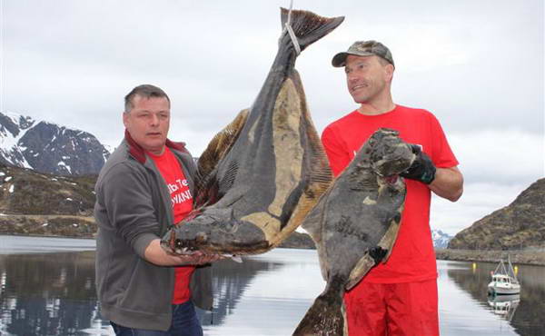 halibut 38 a 9 kg, Finnmark 28.5. halibut 38 a 9 kg, Finnmark 28.5.