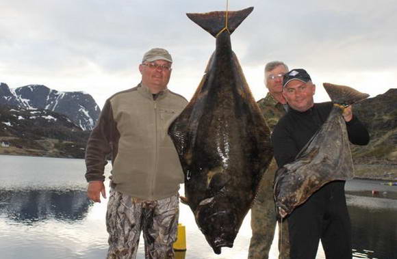 halibut 40 a 10 kg, Finnmark 27.5.