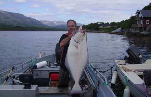 halibut 16 kg halibut 16 kg