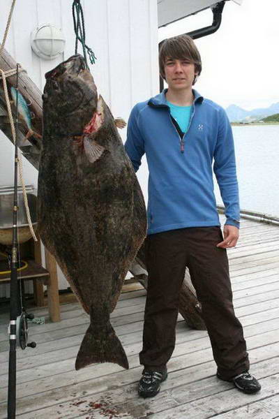 halibut z oblasti Steigen halibut z oblasti Steigen