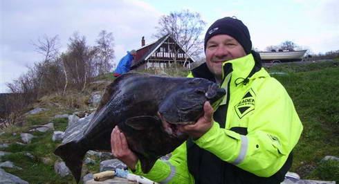 kvetnovy halibut z kraje Nordland kvetnovy halibut z kraje Nordland
