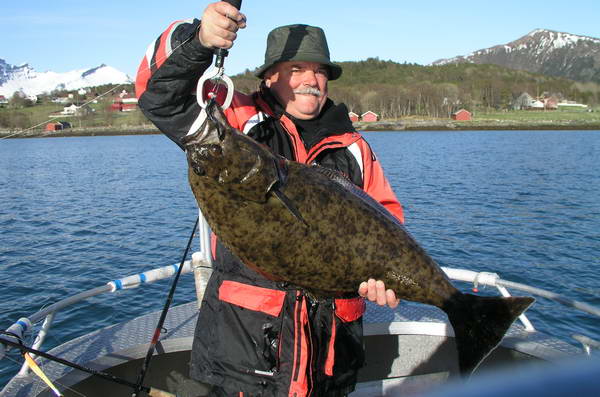 Halibut z kraje Nordland, kveten Halibut z kraje Nordland, kveten