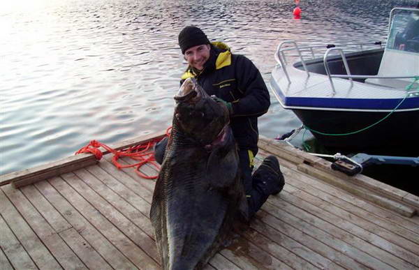 halibut 150 cm, 47,5 kg, Leines