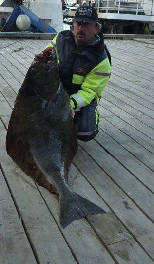 halibut 135 cm, 28,5 kg