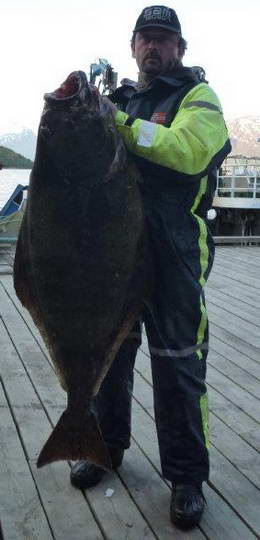 halibut 135 cm, 28,5 kg