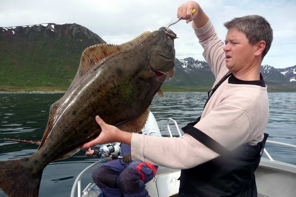 halibut 100 cm, kraj Nordland
