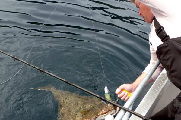 halibut 100 cm, vyloveni halibut 100 cm, vyloveni