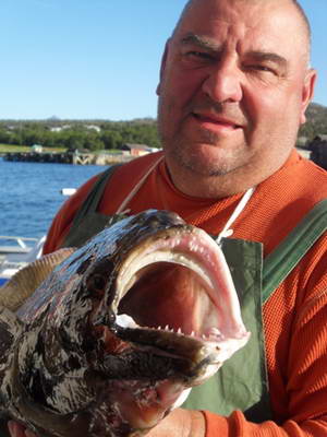 halibut - Senja halibut - Senja
