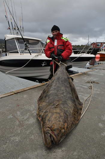 halibut 171 cm, 71 kg - Loppa v srpnu, foto Milan WISO