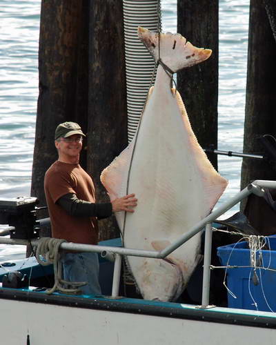 Aljaska - morsky rybolov - halibut