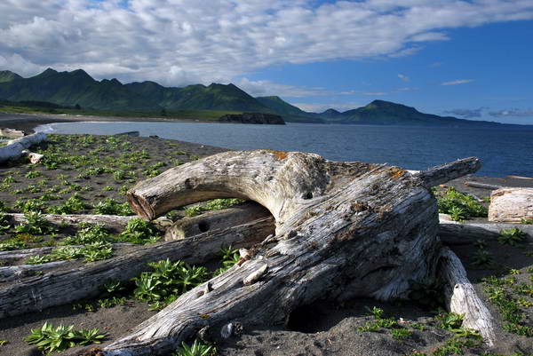 Kodiak - plaze s naplavenymi kmeny Kodiak - plaze s naplavenymi kmeny