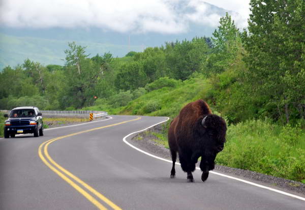 bizon na silnici