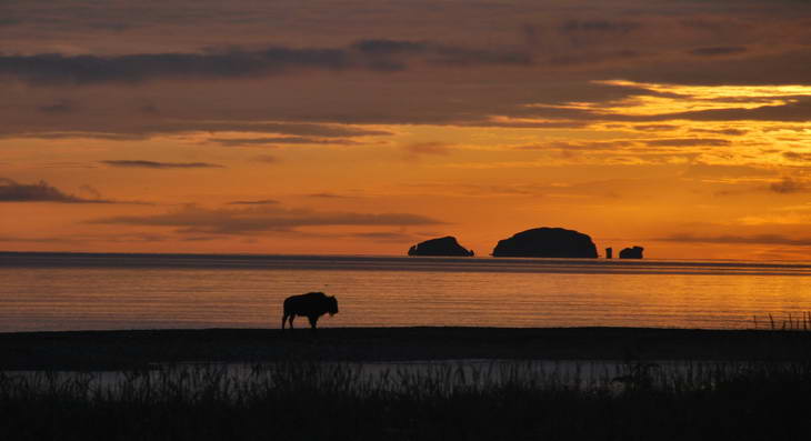 bizon na pobrezi ostrova Kodiak