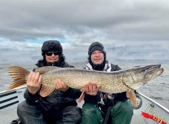 Štika 115,5 cm z jezera Corrib Štika 115,5 cm z jezera Corrib