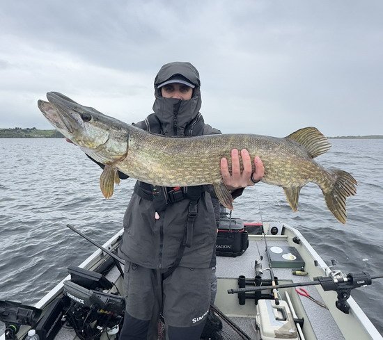 Štika z irského jezera Štika z irského jezera
