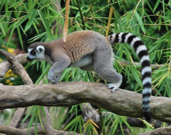 lemur kata