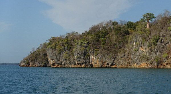 baobab na brehu zatoky