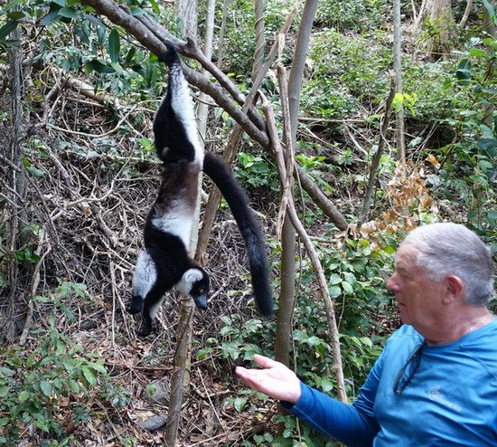 lemur vari zebrajici o banan