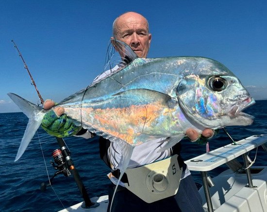 kranas vlakonoploutvy (Alectis ciliaris, African pompano, Mussolini) kranas vlakonoploutvy (Alectis ciliaris, African pompano, Mussolini)