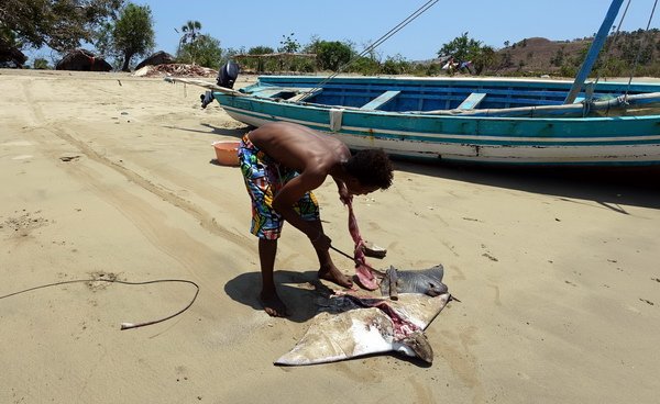 místní rybář porcuje rejnoka siba na pláži ostrova Mitsio