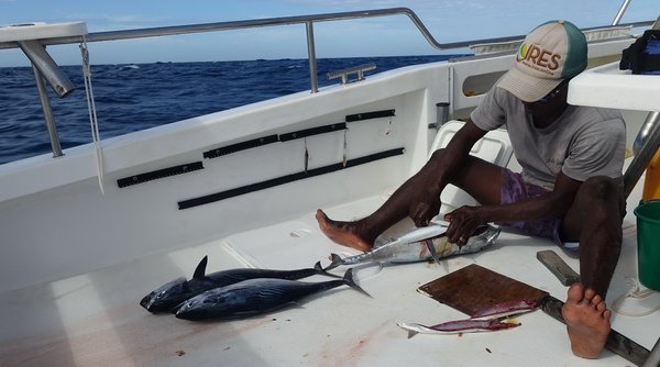 příprava bříšek z bonit - nástrahy na plachetníka