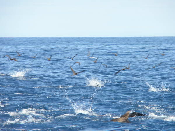 tunacek nepravy - bonito tunacek nepravy - bonito