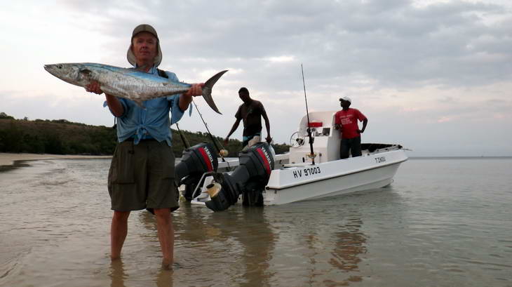 kralovska makrela - king mackerel