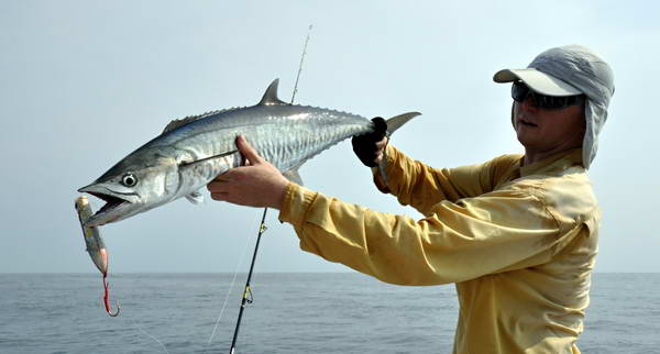 kralovska makrela - king mackerel
