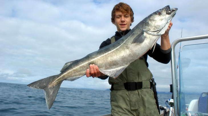 treska tmava, kraj Nordland