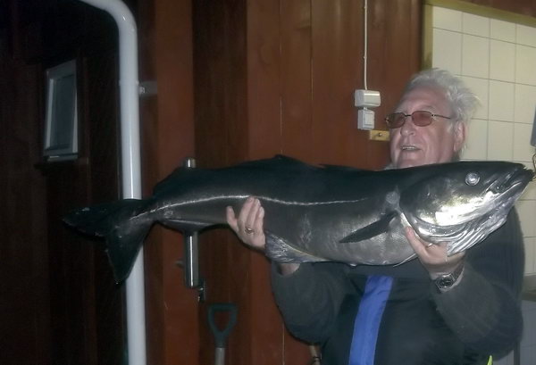treska tmava 115 cm, kveten v Tingvollfjordu treska tmava 115 cm, kveten v Tingvollfjordu
