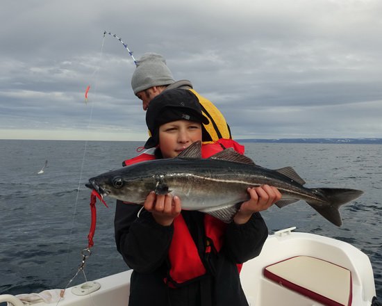 treska tmava - coalfish treska tmava - coalfish