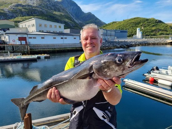 Treska tmavá-keler z lofot Treska tmavá-keler z lofot