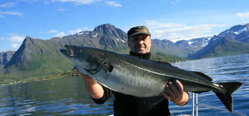 Treska tmavá, 13 kg, Finnmark