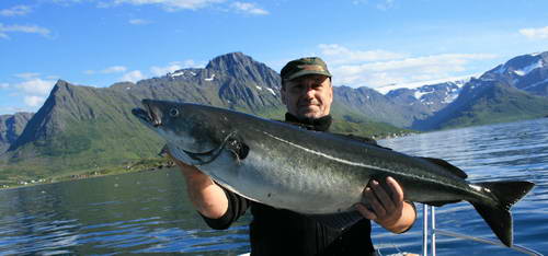 Treska tmavá, 13 kg, Finnmark Treska tmavá, 13 kg, Finnmark