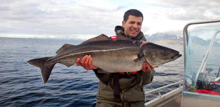 treska tmava - keller 106 cm, kraj Nordland treska tmava - keller 106 cm, kraj Nordland