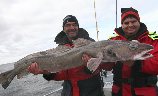 mnik morsky 158 cm, zari v kraji Steigen mnik morsky 158 cm, zari v kraji Steigen